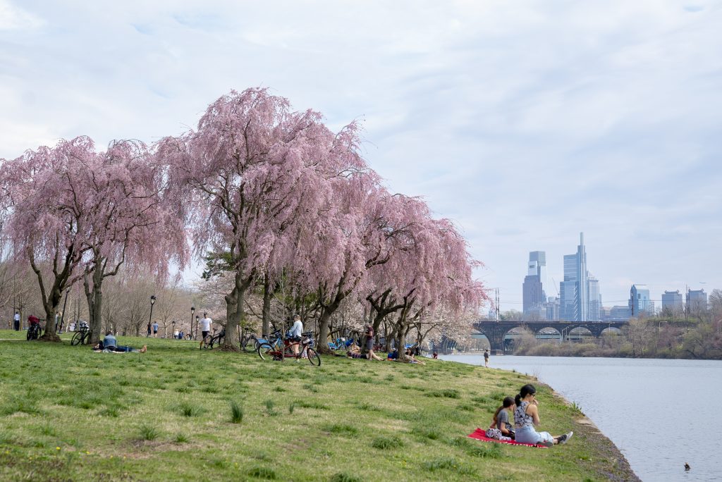 People relax on a grassy riverbank beneath blooming cherry blossom trees, with a city skyline and bridge visible in the background.