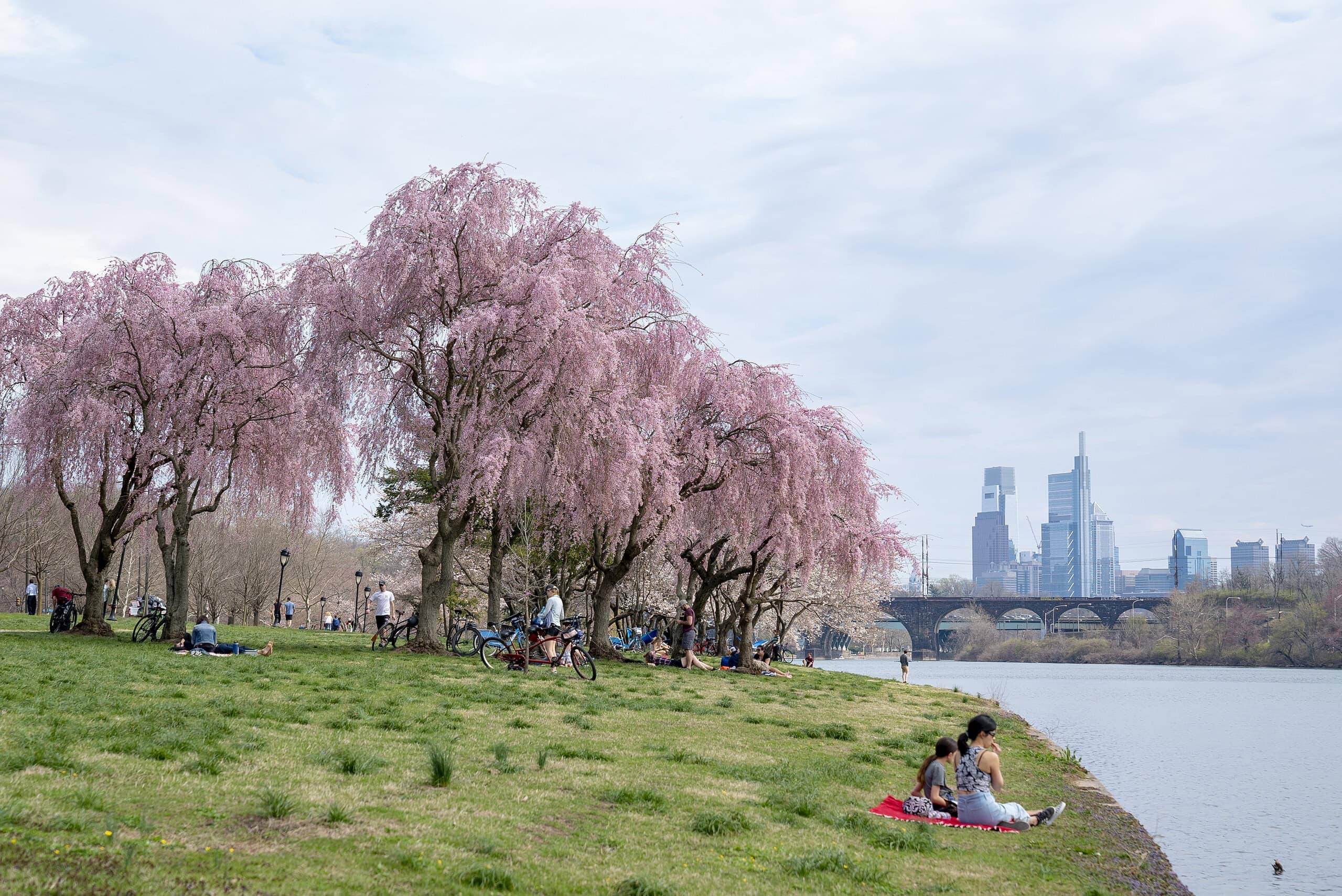 People relax on a grassy riverbank beneath blooming cherry blossom trees, with a city skyline and bridge visible in the background.