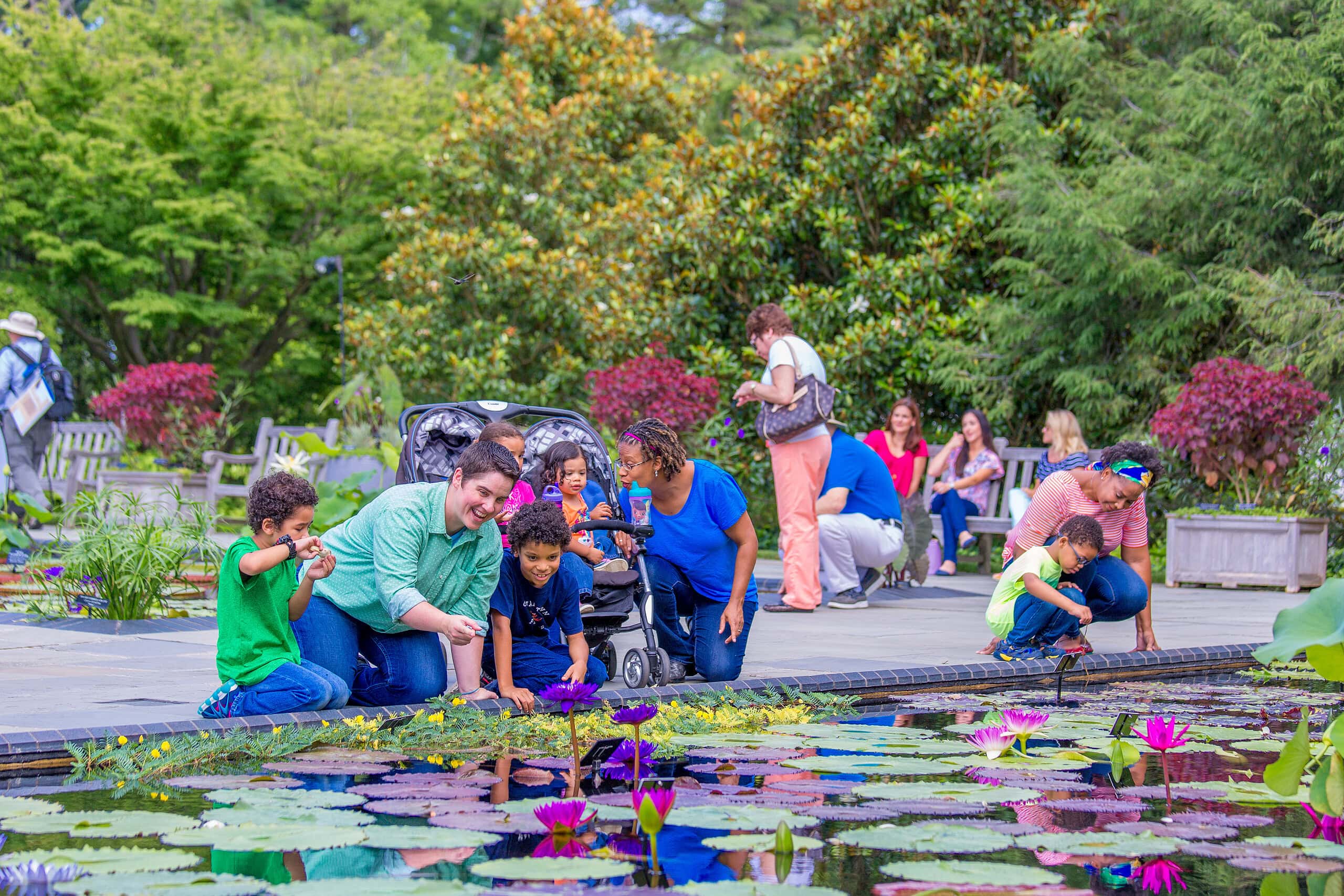 Adults and children observe colorful water lilies in a pond at a public garden, surrounded by greenery and other visitors.