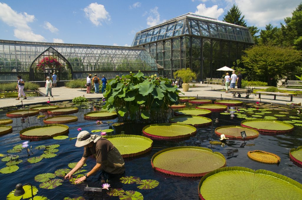 Person tending to large lily pads in a pond outside a glass conservatory, with several people walking and relaxing in the garden under a partly cloudy sky.