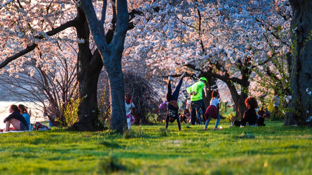 People relax and play on the grass under blooming cherry blossom trees in a park on a sunny day.