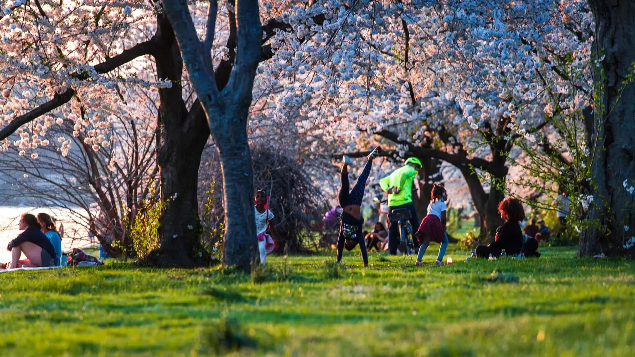 People relax and play on the grass under blooming cherry blossom trees in a park on a sunny day.